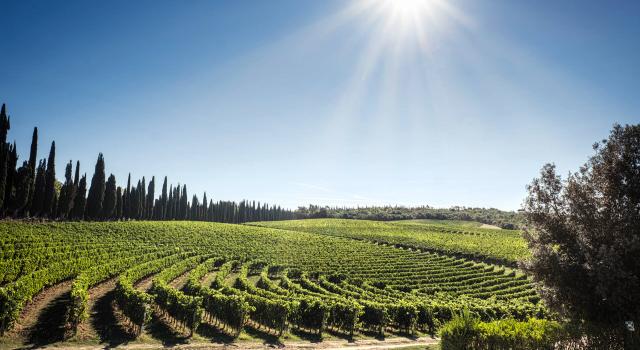 Sunny vineyard