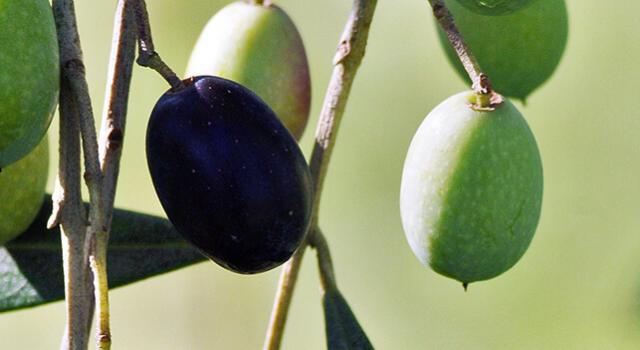 Olives